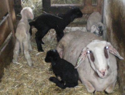Erfolg des Schafhalters - Geburt von Vierlingen