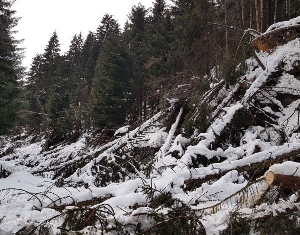 DER WALD IN OSTTIROL IM JAHR 2020