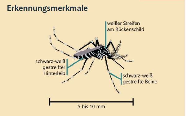 Bekämpfung Tigermücke - wichtige Informationen des Landes Tirol